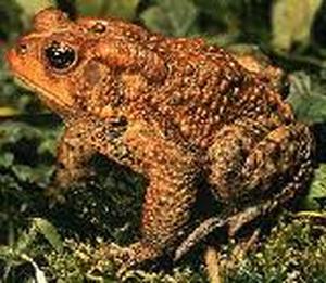 Bufo rana (Жаба ядовитая)