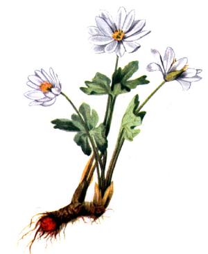 Sanguinaria canadensis (Сангвинария канадская)